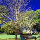 Walk in the Park